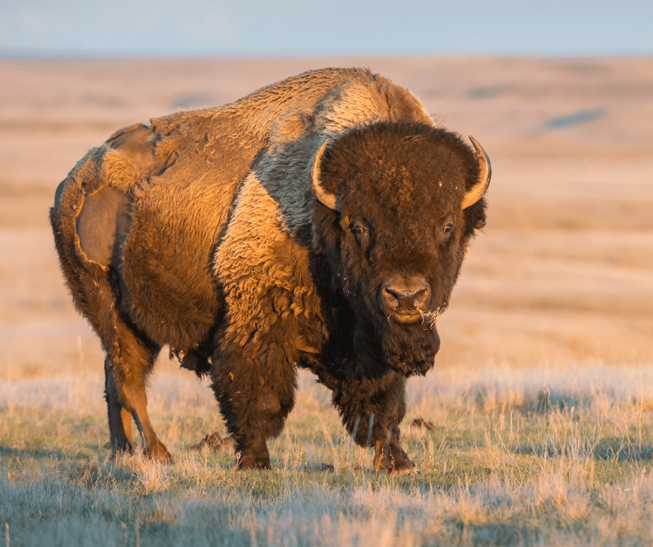 Wildlife Diversity in the Black Hills